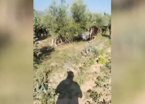 Raspuštena stoka terorizira okolicu Drniša, uništavaju dvorišta, napale i ljude: 'Dokle više?!'
