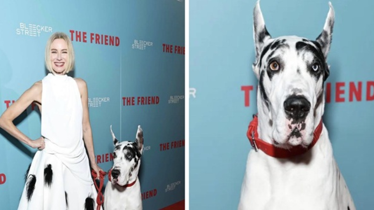 Hollywoodska zvijezda Bill Murray stiže u Šibenik, poziv Šibenčanima vlasnicima doga