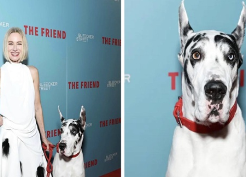 Hollywoodska zvijezda Bill Murray stiže u Šibenik, poziv Šibenčanima vlasnicima doga