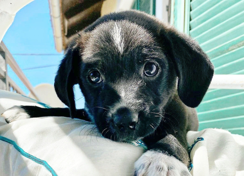 Šibenske šape dobile zaklon za štence i pozivaju volontere: 'Kad ih vidite sritne u novom domu je neprocjenjiva nagrada'