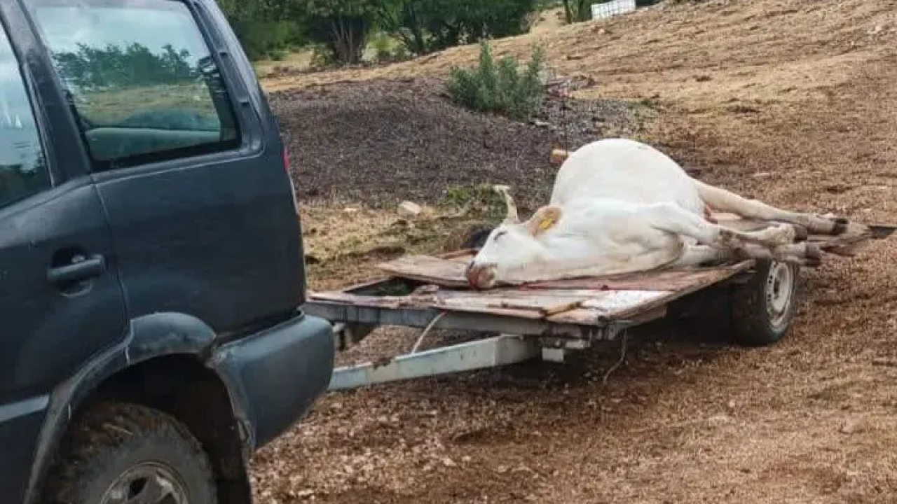 Stočari bi moglii dobiti do 2 tisuće eura po uginuloj životinji od bedrenice