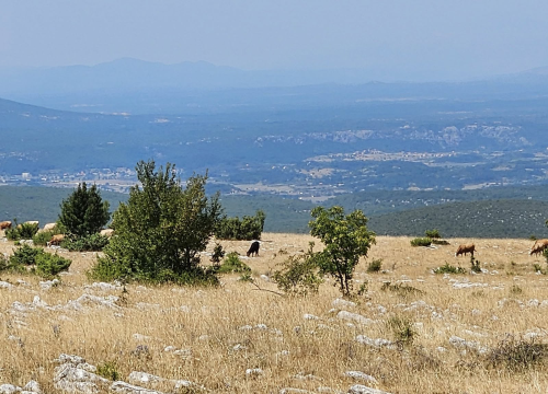 U županiji još devet novih slučajeva bedrenice. Zaraza potvrđena kod goveda, ovaca i magarca