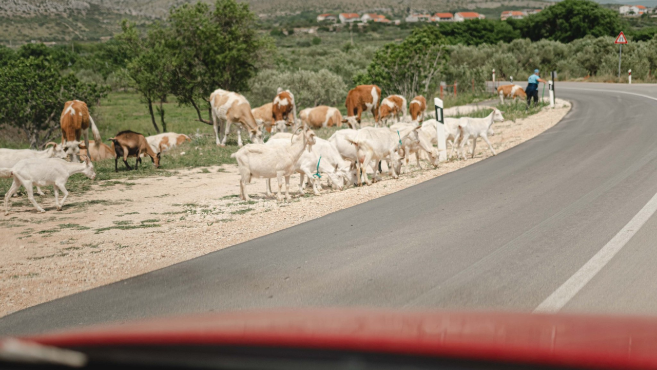 Novi slučajevi bedrenice: Pozitivni u Drnišu, Kninu, Kijevu, Biskupiji, Ružiću, Civljanima i Vrlici
