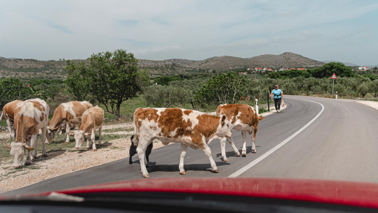 Bedrenica jučer potvrđena kod šest uzoraka. U županiji jedan novi slučaj