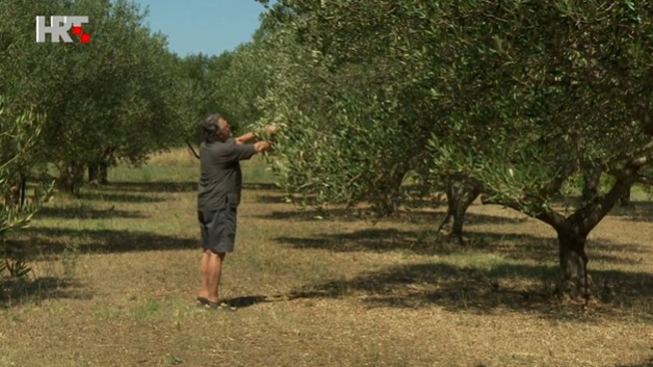 Loša sezona za maslinare. Vodičanin Damir Buntić: 'Ako budemo imali 20 do 40 posto prosječnog uroda, bit će dobro'