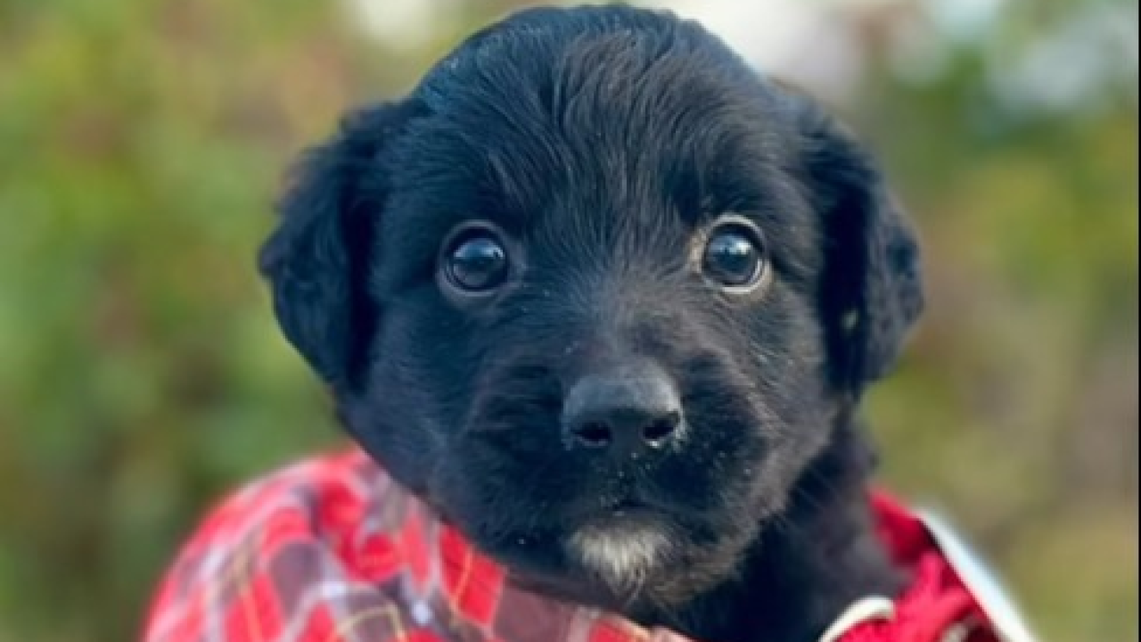 Imali su tek dva tjedna kada su odbačeni, volonteri Šibenskih šapa su ih spasili, a sada traže svoje ljude