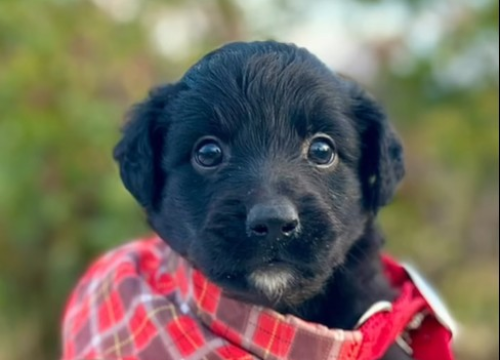 Imali su tek dva tjedna kada su odbačeni, volonteri Šibenskih šapa su ih spasili, a sada traže svoje ljude