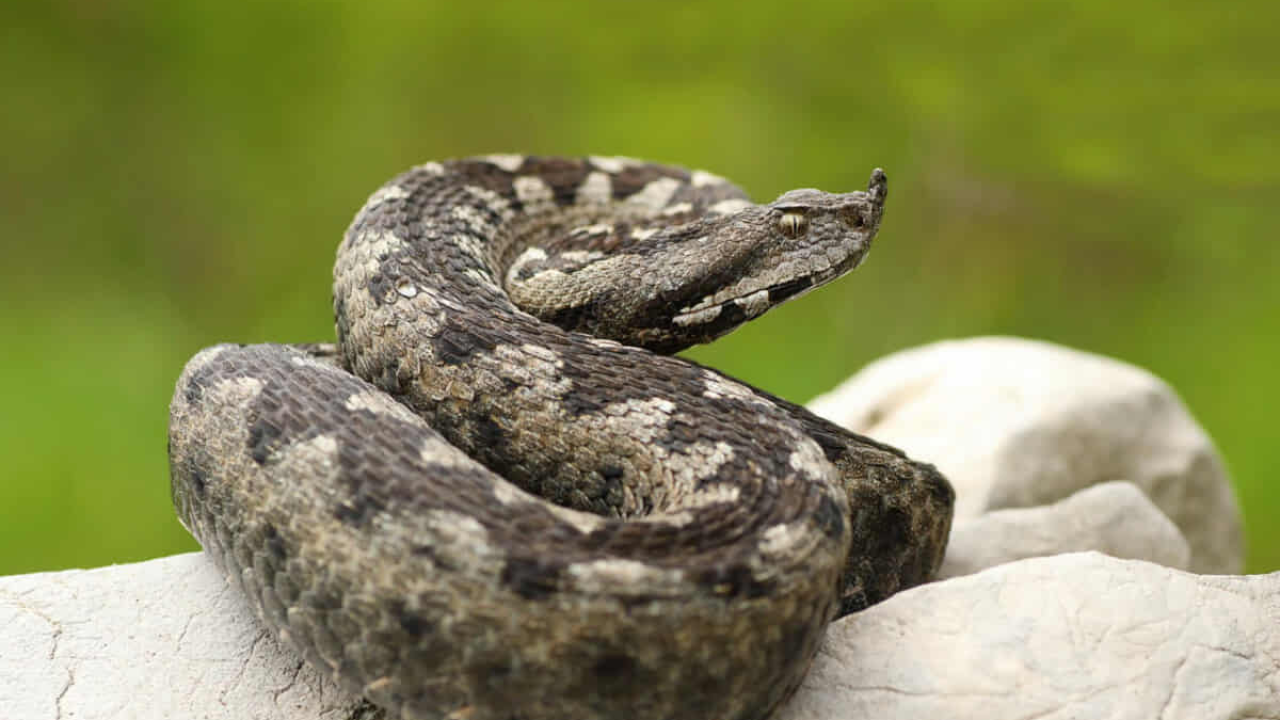Poskok i crna udovica u Šibensko-kninskoj županiji: Evo koliko ugriza zapravo bilježi šibenska bolnica
