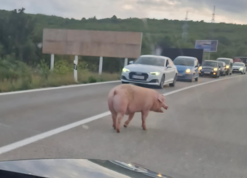 Neobičan prizor kod Dubrave: Svinja na cesti napravila malu gužvu i nasmijala vozače