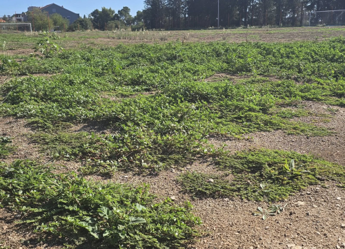 Fotografija 2 - FOTO Igralište Metalca opet obraslo u korov, dok mladi nogometaši čekaju svoj dom
