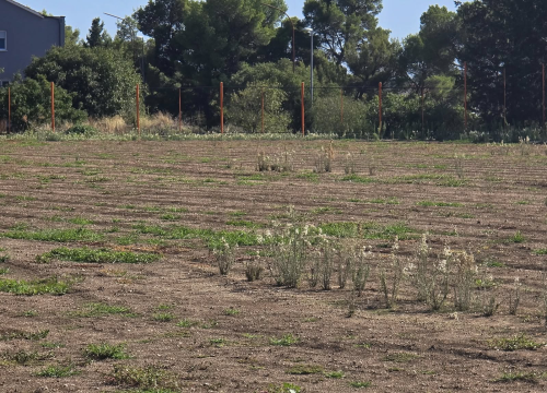 Fotografija 6 - FOTO Igralište Metalca opet obraslo u korov, dok mladi nogometaši čekaju svoj dom