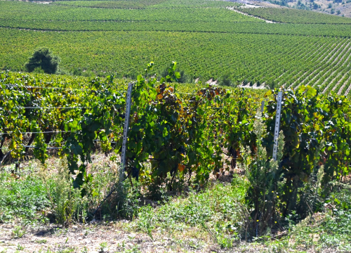 Fotografija 11 - Priča o ćukteru:  Jeste li znali da su šibenski težaci od ciđe radili slatku deliciju?