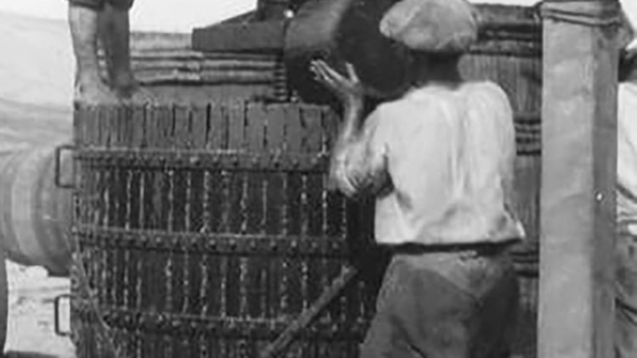 Priča o ćukteru:  Jeste li znali da su šibenski težaci od ciđe radili slatku deliciju?