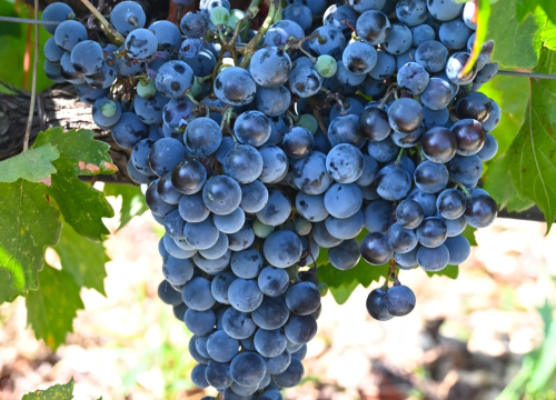 Fotografija 2 - Priča o ćukteru:  Jeste li znali da su šibenski težaci od ciđe radili slatku deliciju?