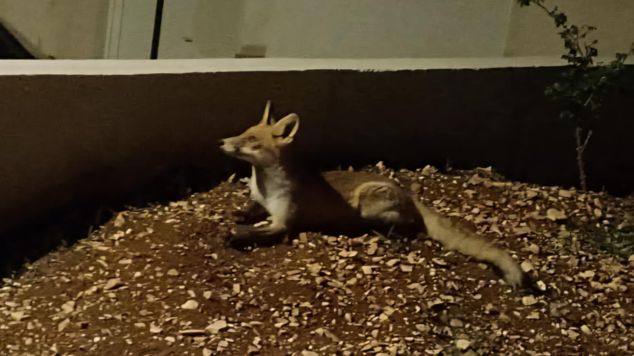 Lisice sve češće viđene na šibenskom području: Od Primoštena do gradskih kvartova