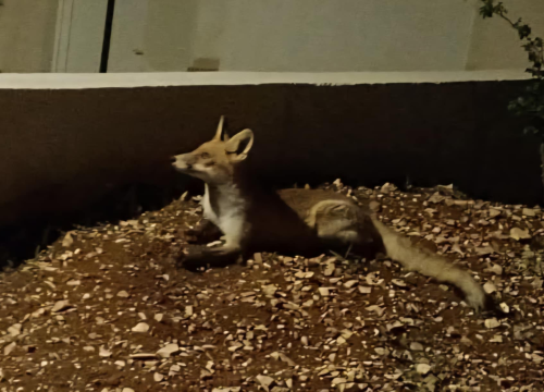 Lisice sve češće viđene na šibenskom području: Od Primoštena do gradskih kvartova