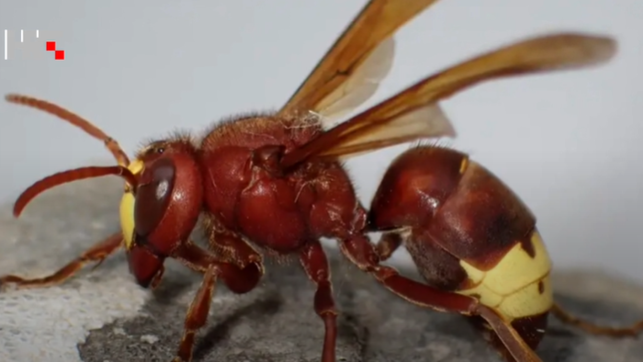 Nakon 60 godina u Hrvatskoj se pojavio orijentalni stršljen, viđen je i 50 kilometara od Šibenika