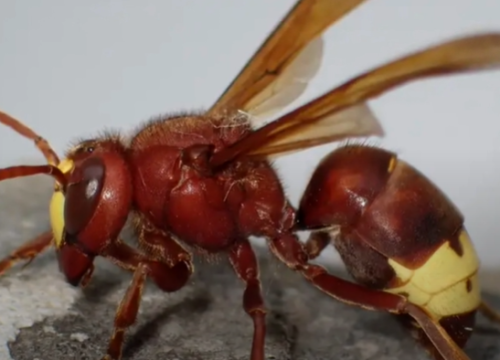 Nakon 60 godina u Hrvatskoj se pojavio orijentalni stršljen, viđen je i 50 kilometara od Šibenika