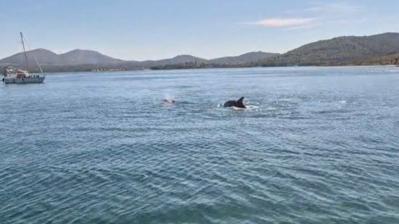 Dupini oduševili na Prukljanu: 'Pojavili se točno u podne, bilo ih je četiri'