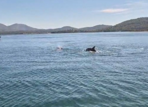 Dupini oduševili na Prukljanu: 'Pojavili se točno u podne, bilo ih je četiri'