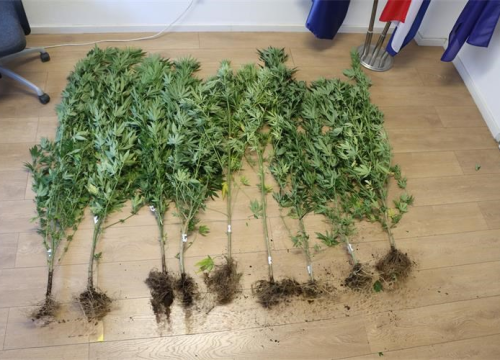 Dvojac u Kninu uhvaćen u uzgoju devet stabljika marihuane