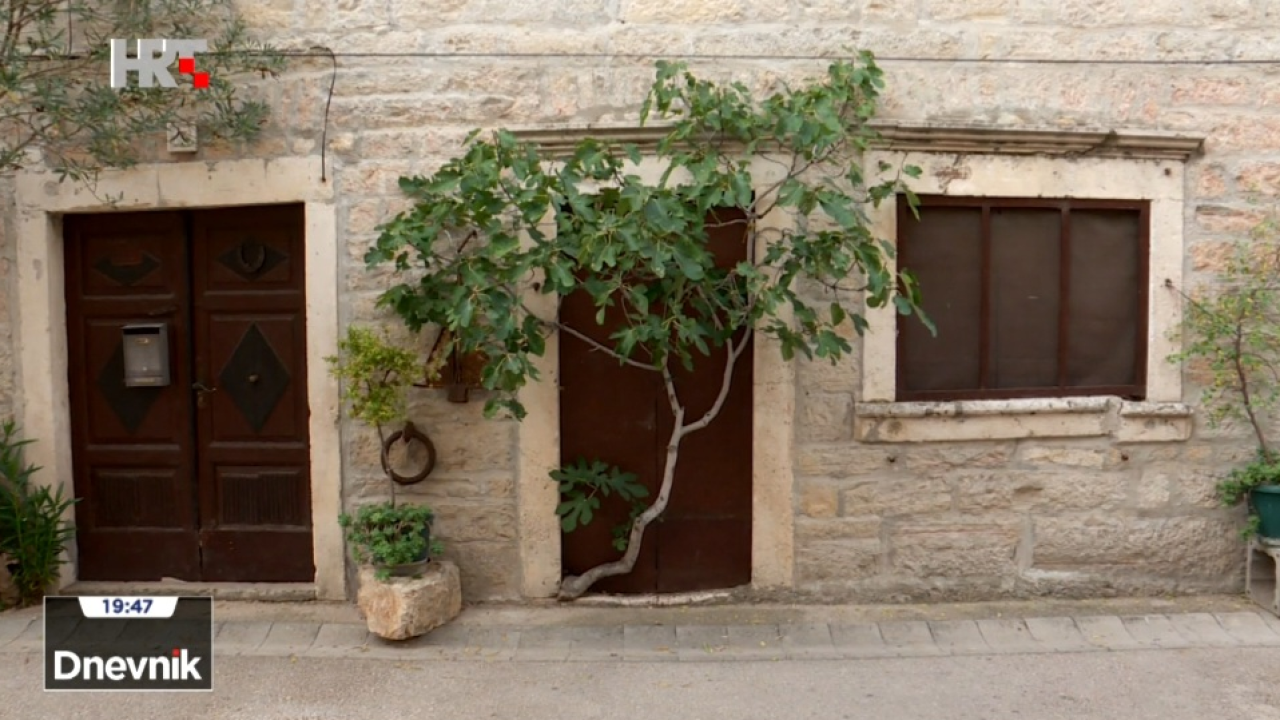 Skradin ponosan na svoju smokvu – živi spomenik snage i upornosti