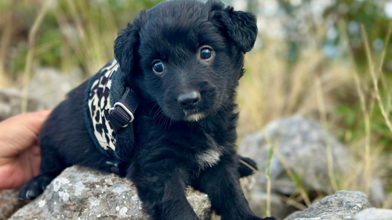 Šibenske šape traže domove za štence u tipu hrvatskog ovčara