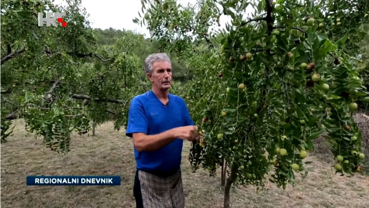 Hranjiva i rodna: Svestranu žižulu skradinske obitelji njeguju generacijama