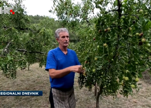 Hranjiva i rodna: Svestranu žižulu skradinske obitelji njeguju generacijama