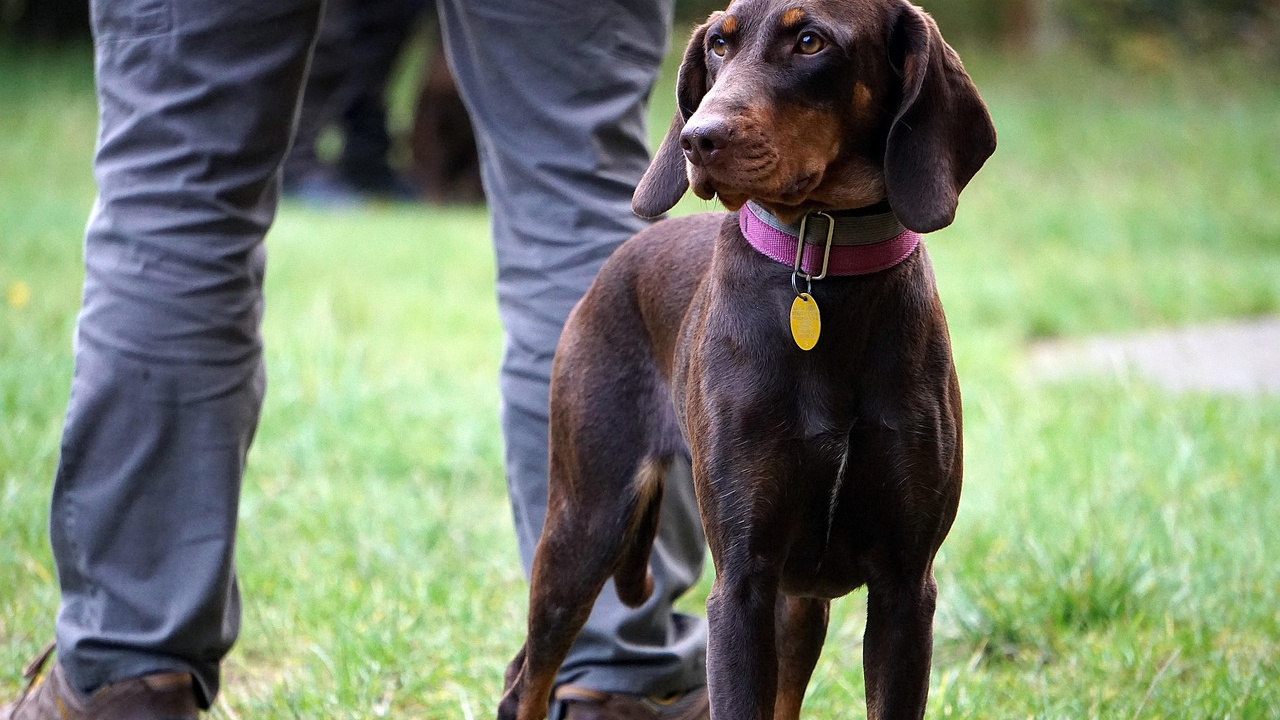 Državno prvenstvo u radu lovnih pasa održat će se u Drnišu