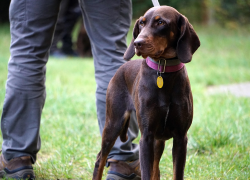 Državno prvenstvo u radu lovnih pasa održat će se u Drnišu