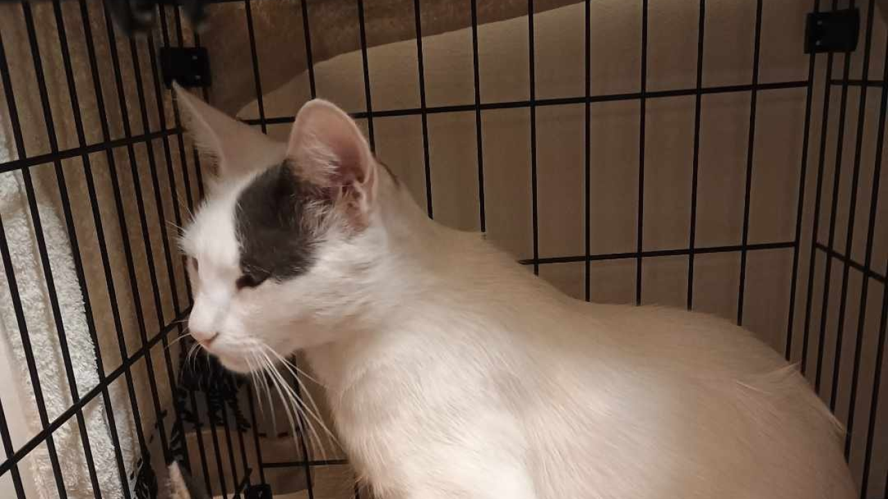 Prošlo je nekoliko dana, a mačak Gogo još nije pronađen. Vlasnici uputili apel