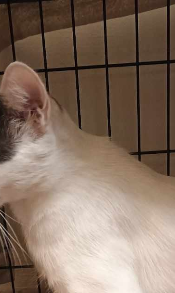 Prošlo je nekoliko dana, a mačak Gogo još nije pronađen. Vlasnici uputili apel