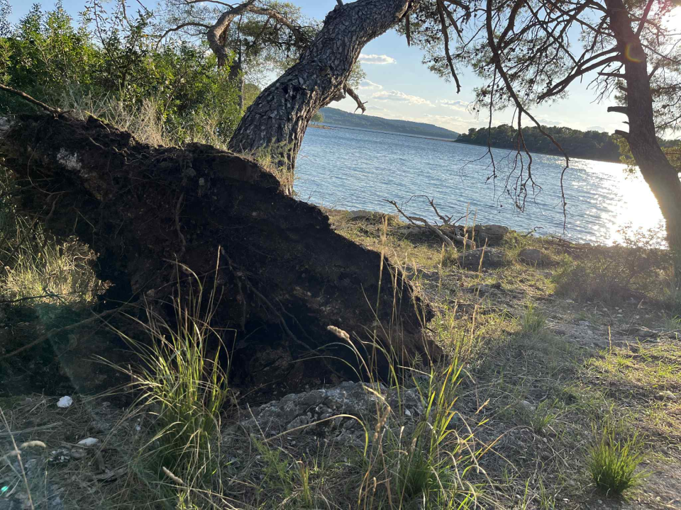 Jaka bura danas odvalila stablo na šetnici sv. Ante. Još se drži, ali pitanje je vremena...