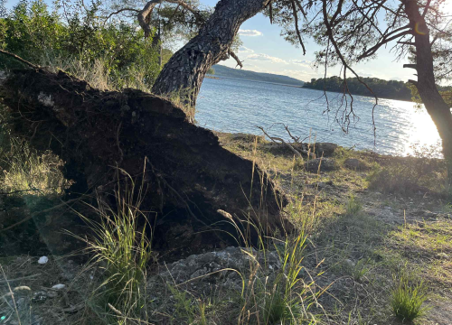 Fotografija 2 - Jaka bura danas odvalila stablo na šetnici sv. Ante. Još se drži, ali pitanje je vremena...
