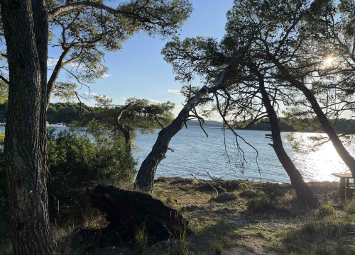 Jaka bura danas odvalila stablo na Šetnici sv. Ante. Još se drži, ali pitanje je vremena...