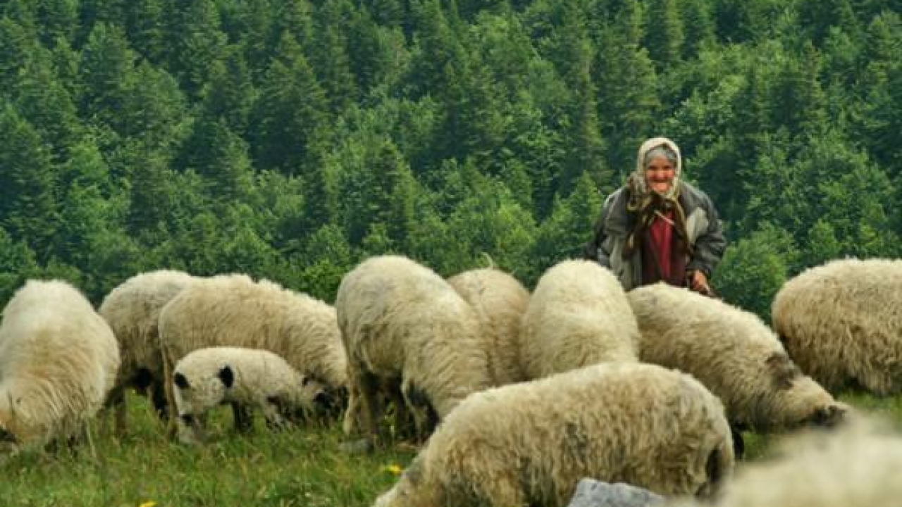 'Čuvarice tradicije i nositeljice razvoja': Grad Drniš po prvi put će obilježiti Svjetski dan seoskih žena