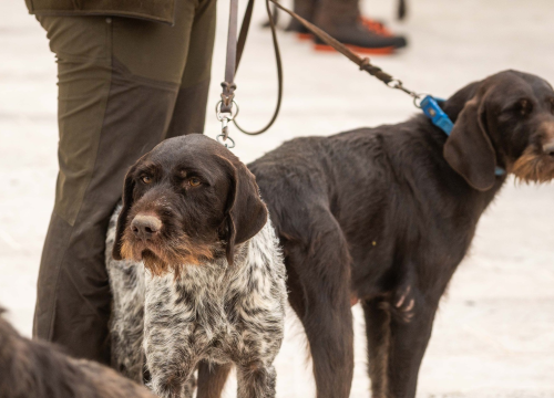 U Drnišu otvoreno Državno prvenstvo u radu lovnih pasa. Okupili se natjecatelji iz cijele Hrvatske