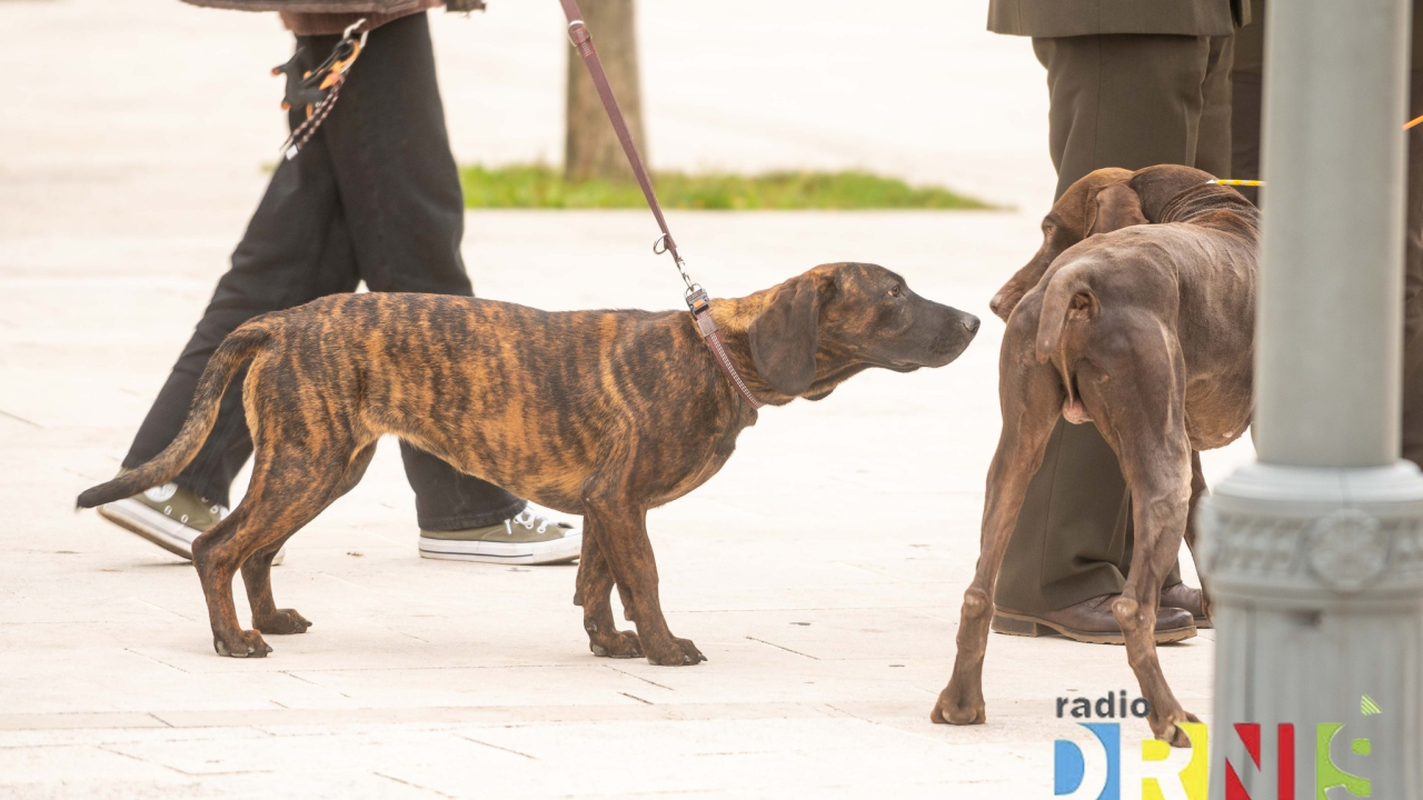 U Drnišu otvoreno Državno prvenstvo u radu lovnih pasa. Okupili se natjecatelji iz cijele Hrvatske
