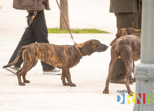 Fotografija 1 - U Drnišu otvoreno Državno prvenstvo u radu lovnih pasa