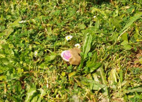 Danas započela oralna vakcinacija lisica, ako pronađete ove 'kolačiće' nemojte ih micati ni dirati