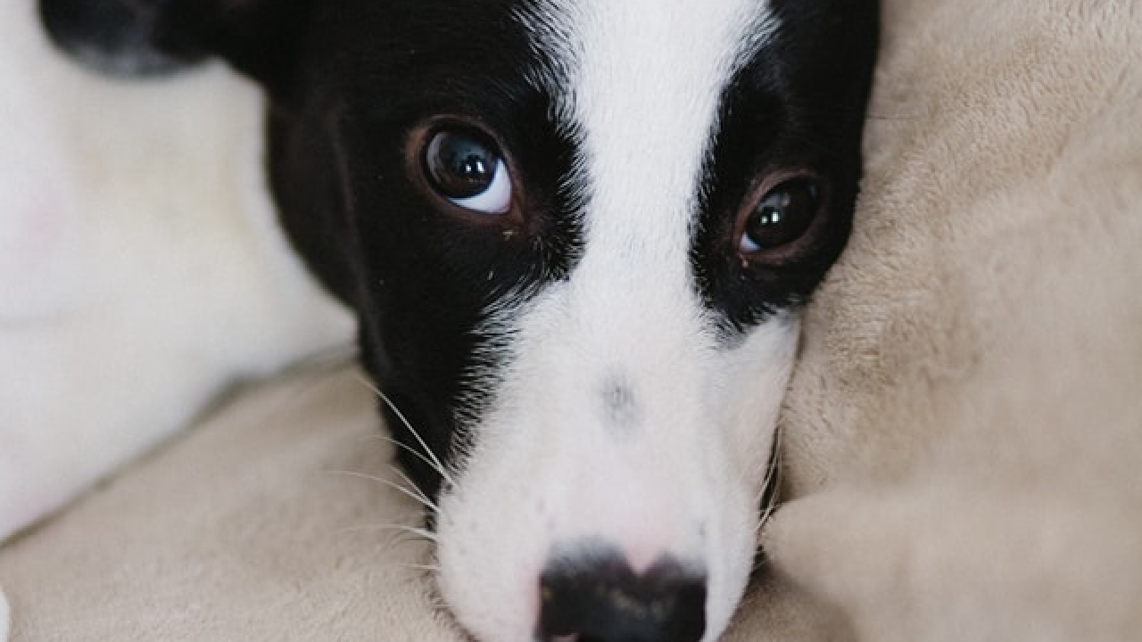 Šestomjesečna kujica Antea traži svoj zauvijek dom i moli za pomoć oko liječenja