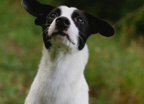 Fotografija 3 - Šestomjesečna kujica Antea traži svoj zauvijek dom i moli za pomoć oko liječenja