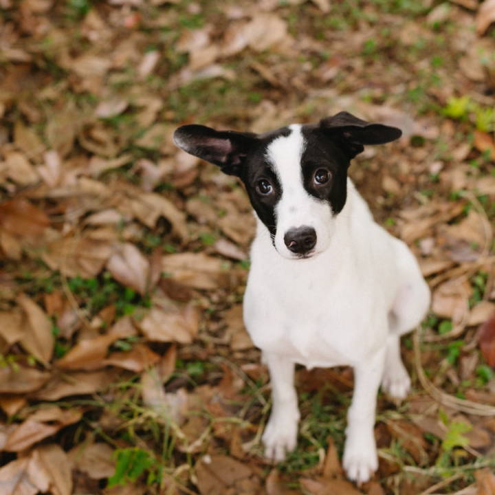 Šestomjesečna kujica Antea traži svoj zauvijek dom i moli za pomoć oko liječenja