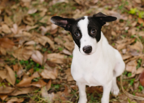 Fotografija 5 - Šestomjesečna kujica Antea traži svoj zauvijek dom i moli za pomoć oko liječenja