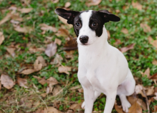 Fotografija 6 - Šestomjesečna kujica Antea traži svoj zauvijek dom i moli za pomoć oko liječenja