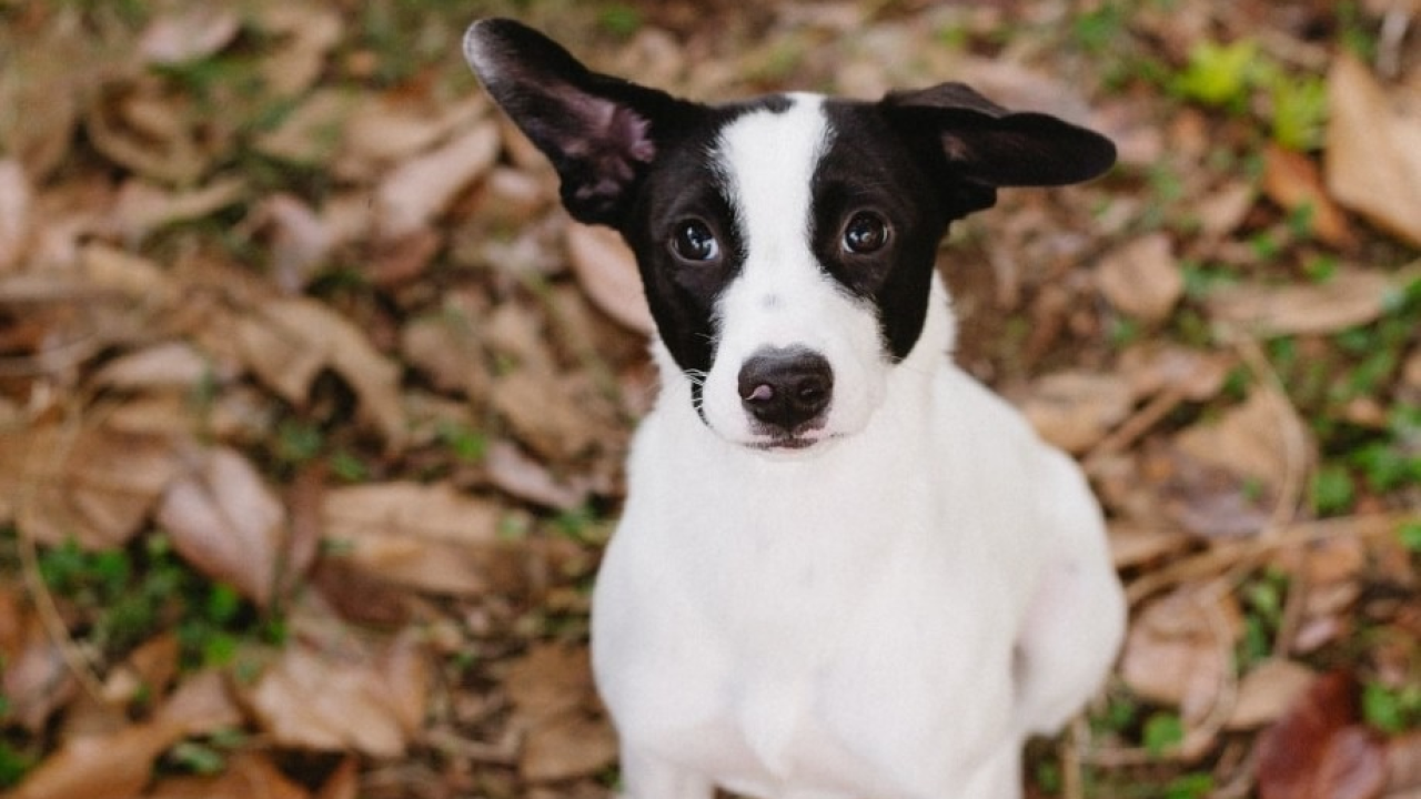 Šestomjesečna kujica Antea traži svoj zauvijek dom i moli za pomoć oko liječenja