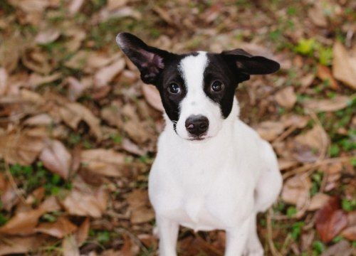 Šestomjesečna kujica Antea traži svoj zauvijek dom i moli za pomoć oko liječenja