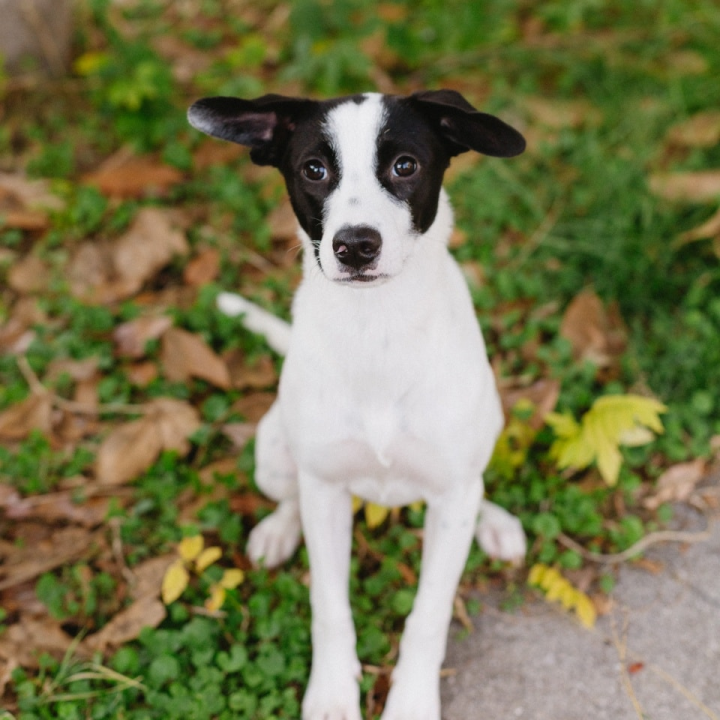 Šestomjesečna kujica Antea traži svoj zauvijek dom i moli za pomoć oko liječenja