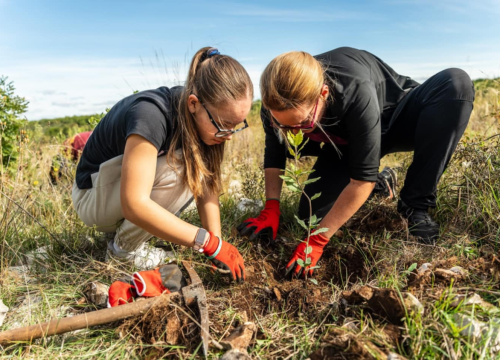 Fotografija 3 - Velika akcija pošumljavanja kod Šibenika: Stotine sadnica posađeno u Lozovcu